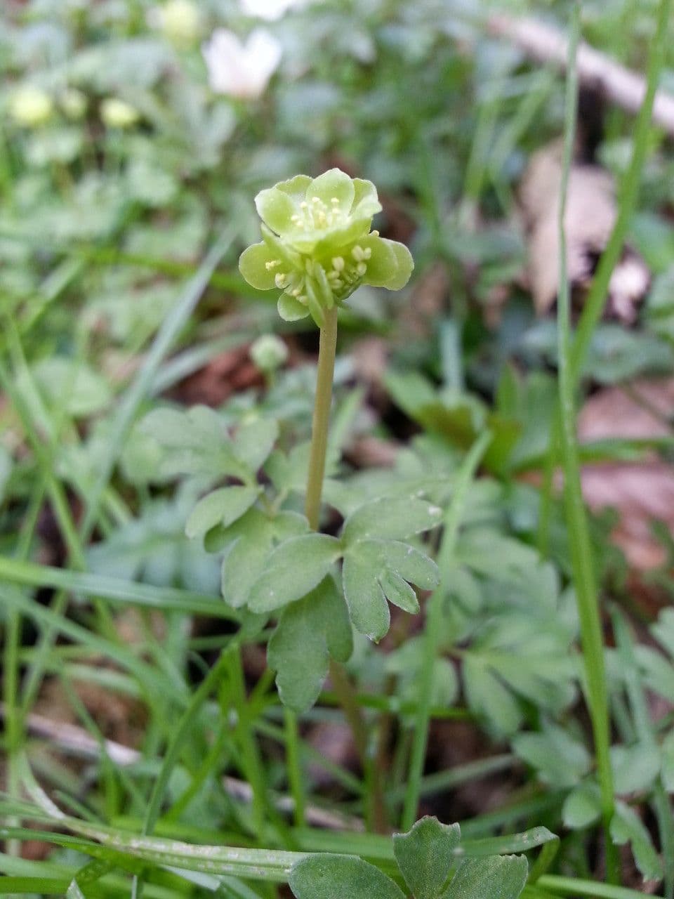 Erba moscatellina 19