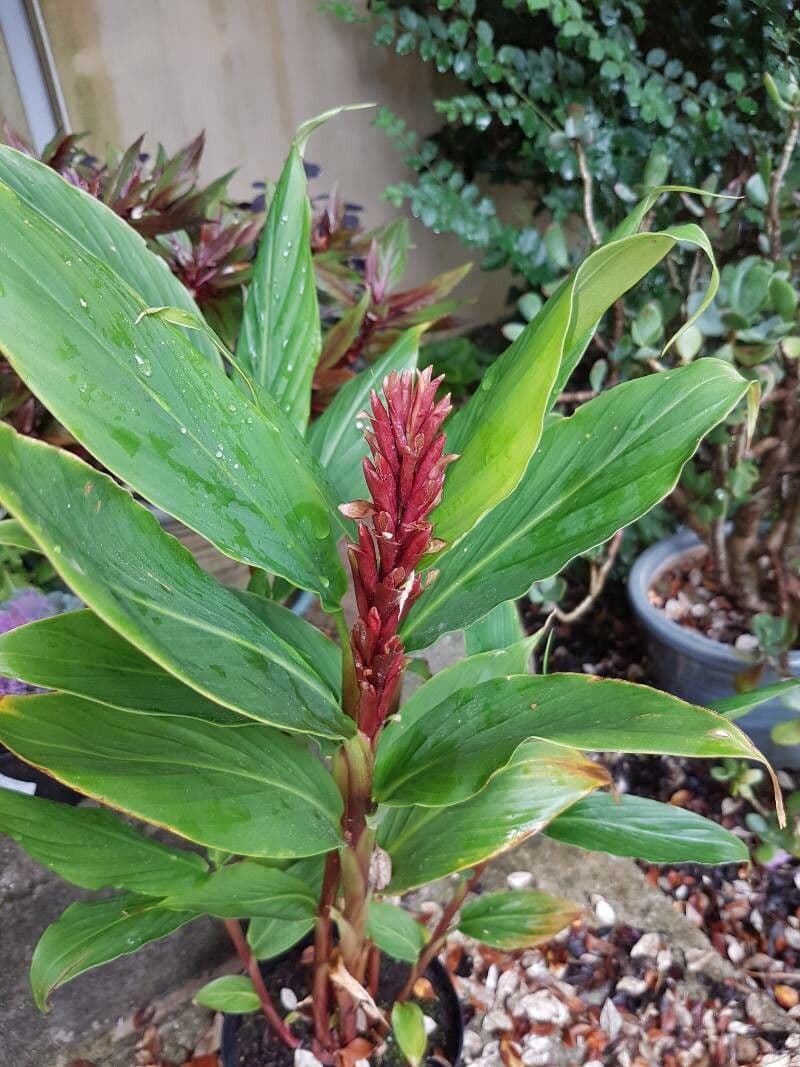 Cautleya 2