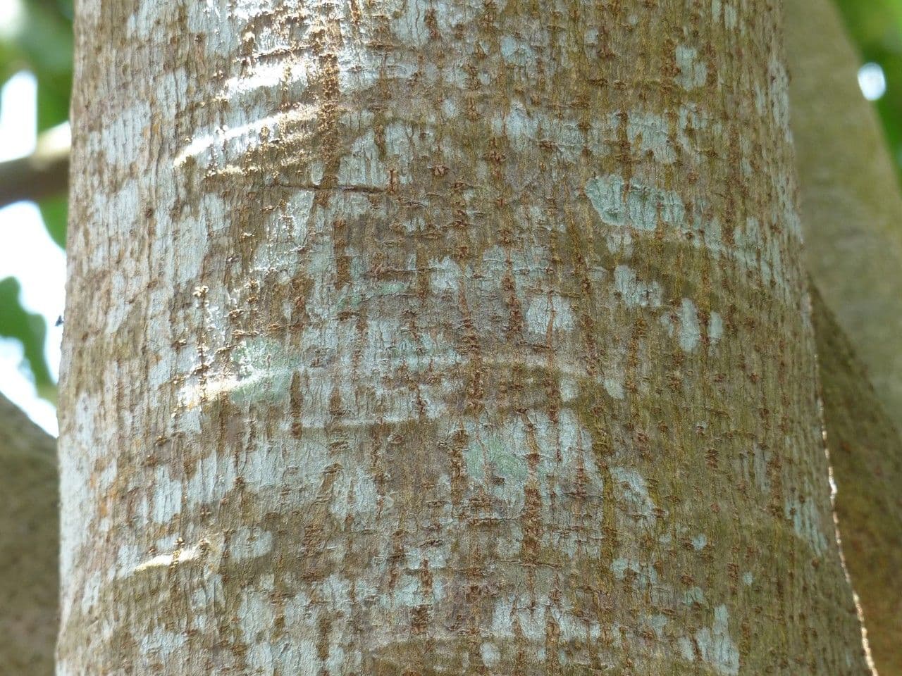 Barringtonia 22