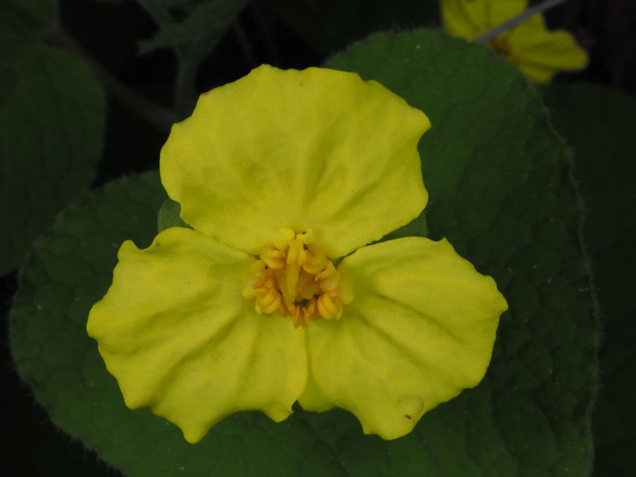 Saruma 3