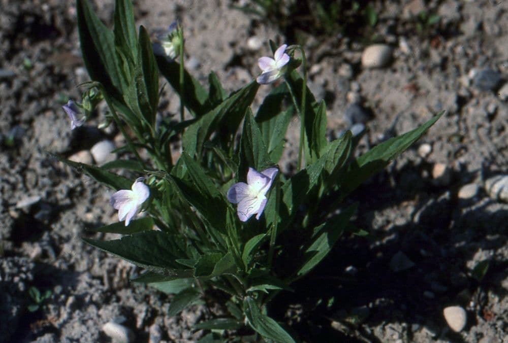 Viola elatior 12