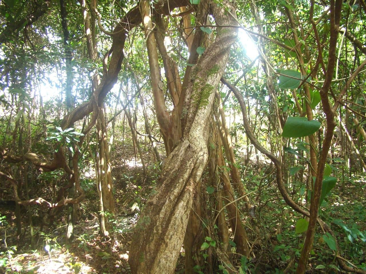Entada phaseoloides 21