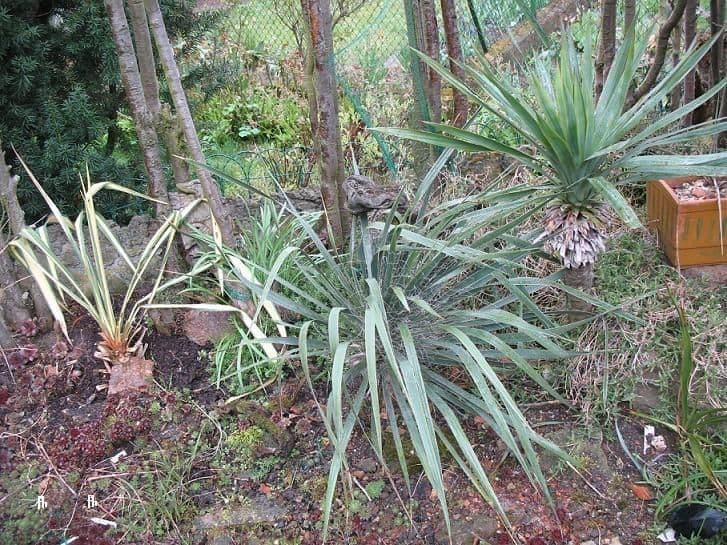 Yuca flaccida 7