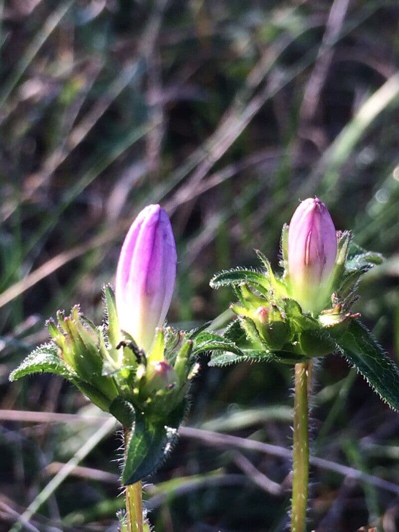 Campanula 6