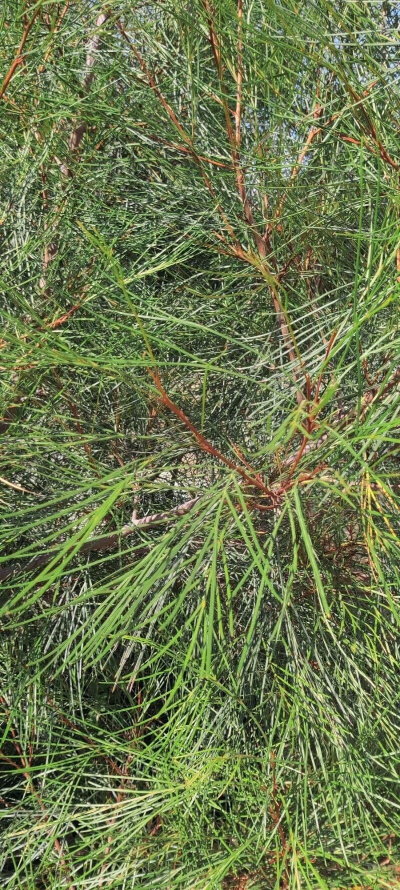Grevillea Johnsonova 14