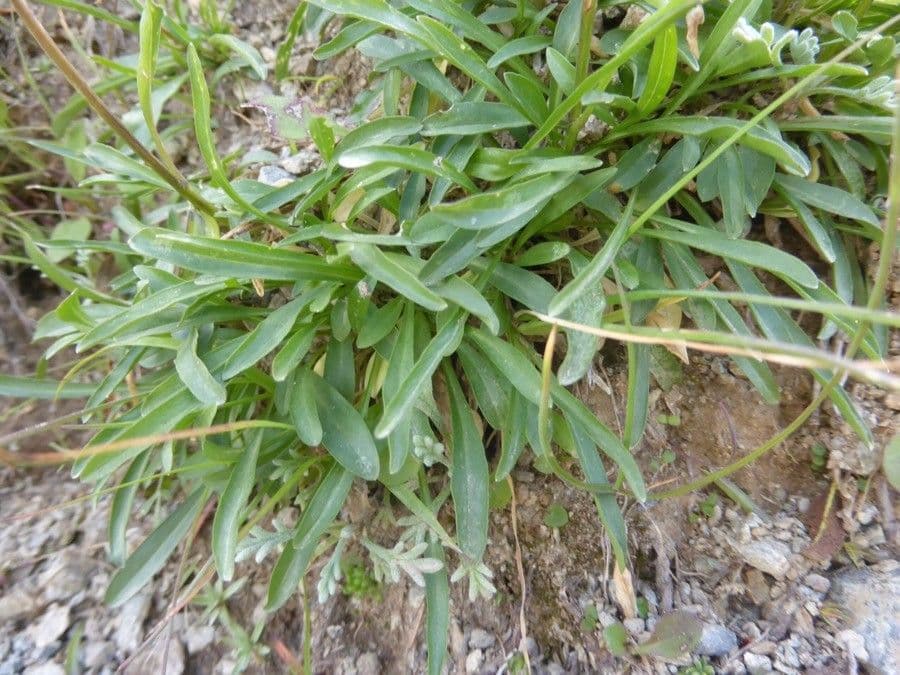 Phyteuma globulariifolium 11