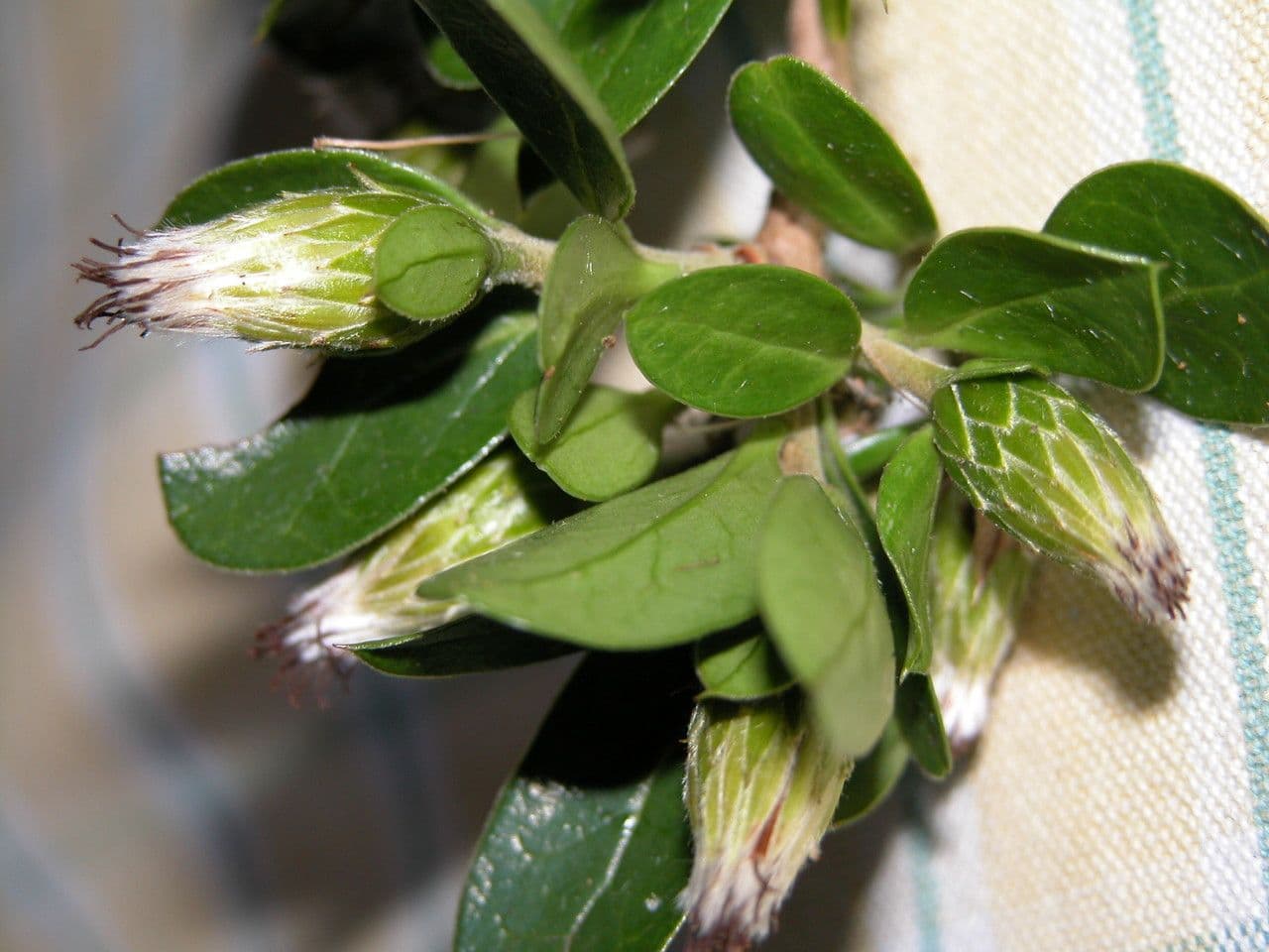 Archidasyphyllum 18