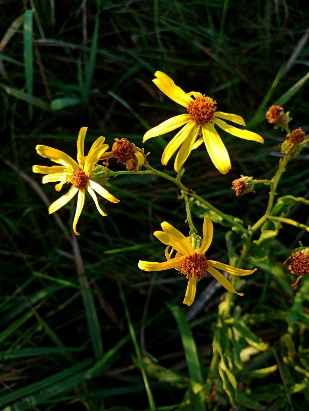Senecione erratico 4
