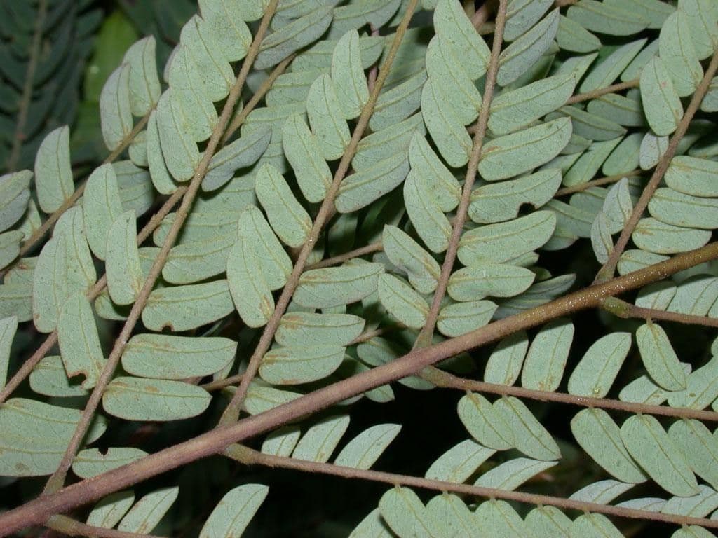 Albizia carbonaria 16