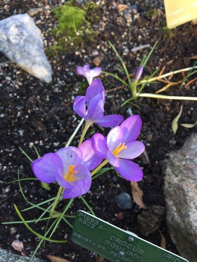 Zafferano di Goulimis 5