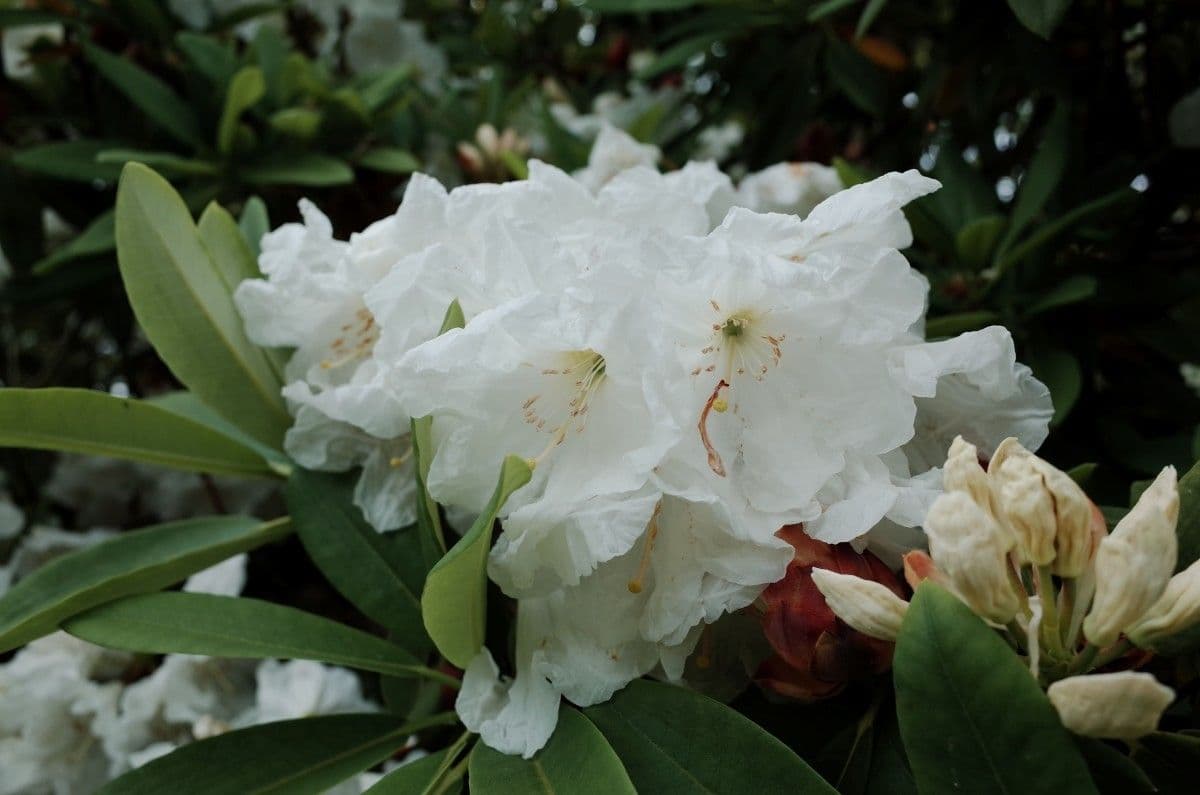 Rhododendron 6
