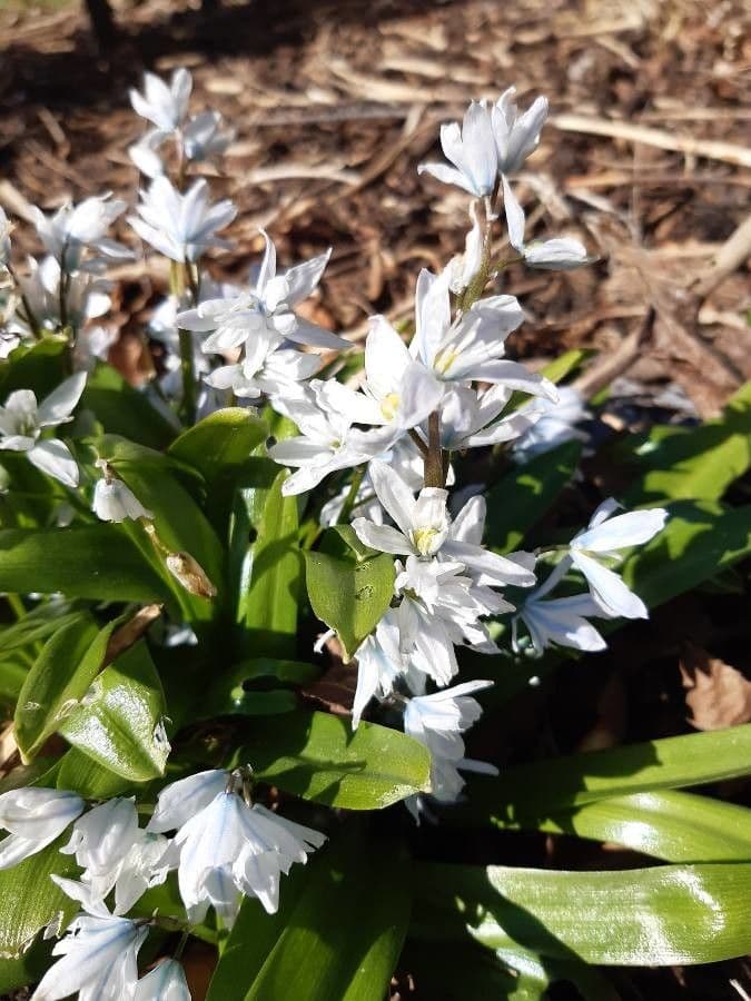 Scilla 3