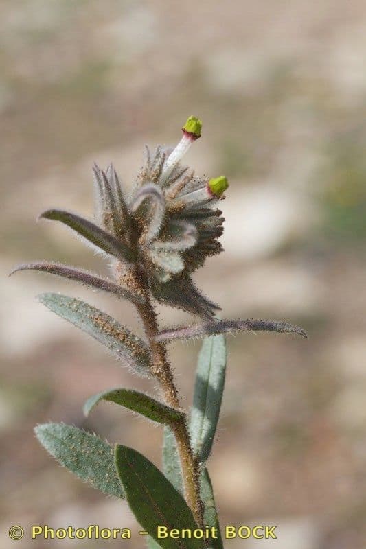 Nonea 9
