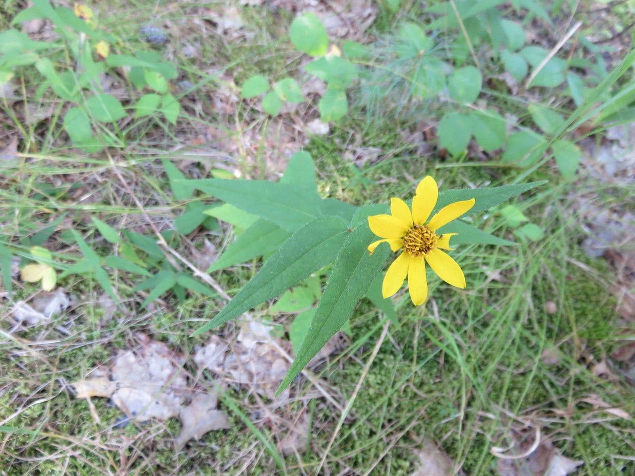 Girasole divaricato 11