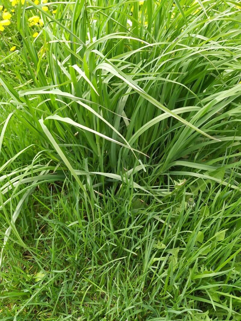 Calamo aromatico 25