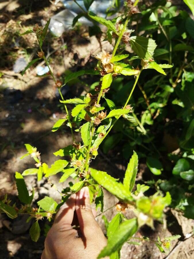Sida spinosa 15