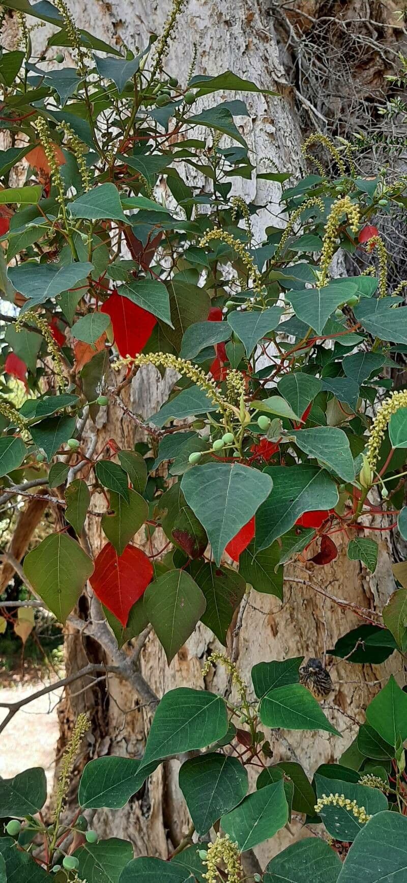 Homalanthus populifolius 18