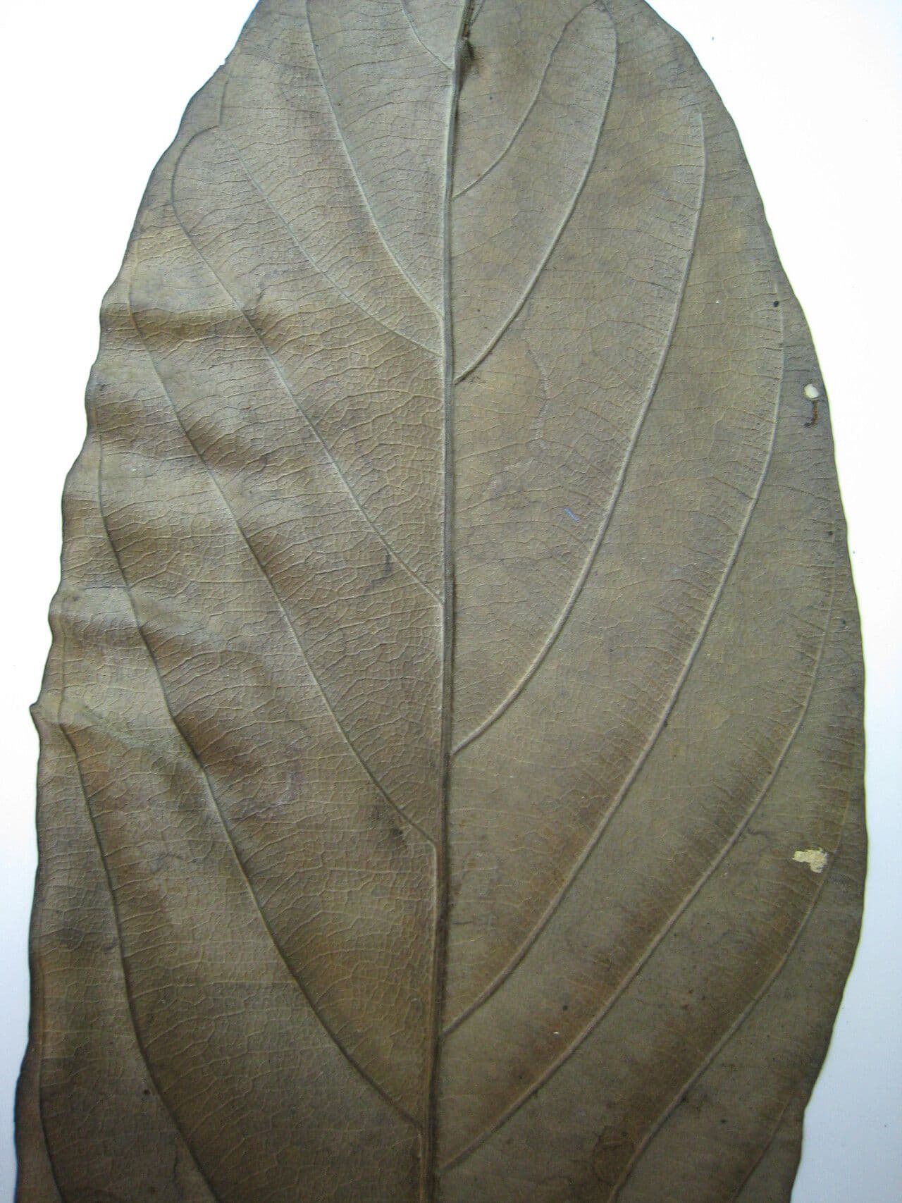 Rhodostemonodaphne 15