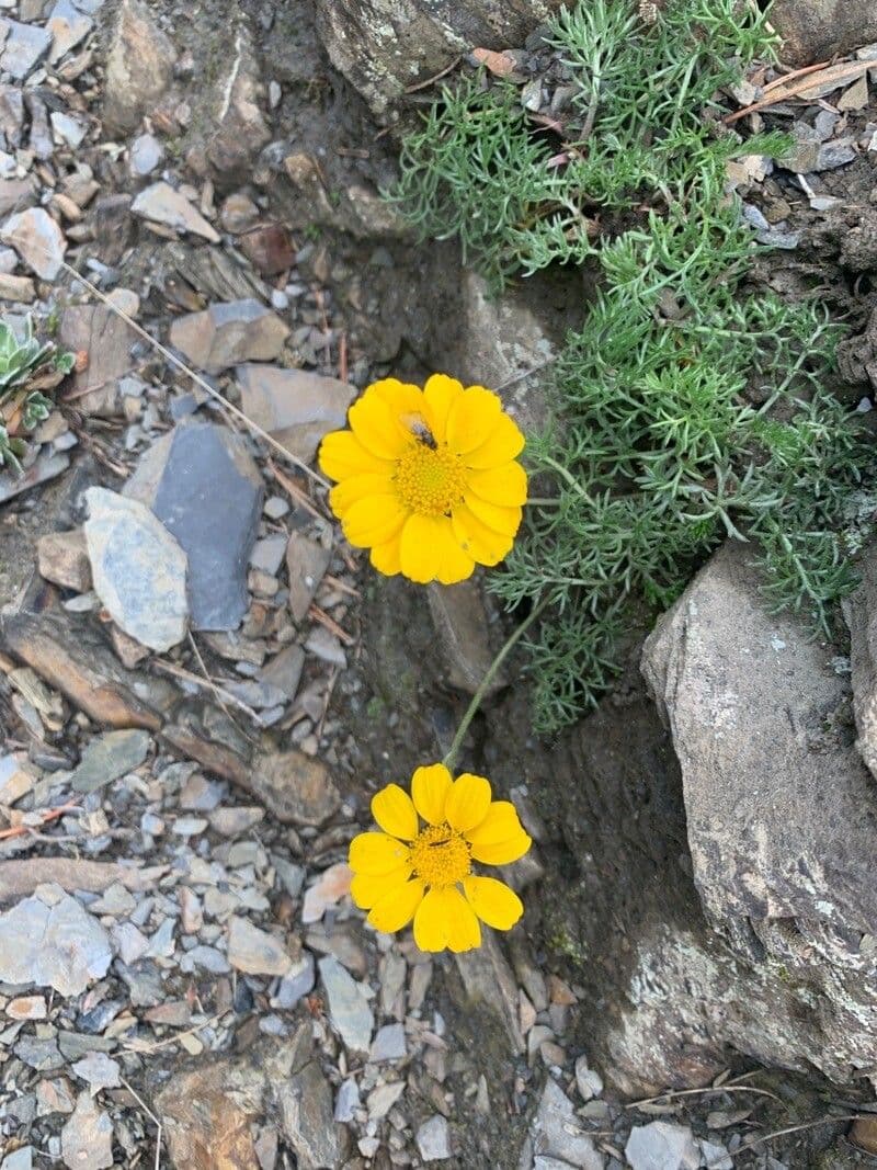 Camomilla 2
