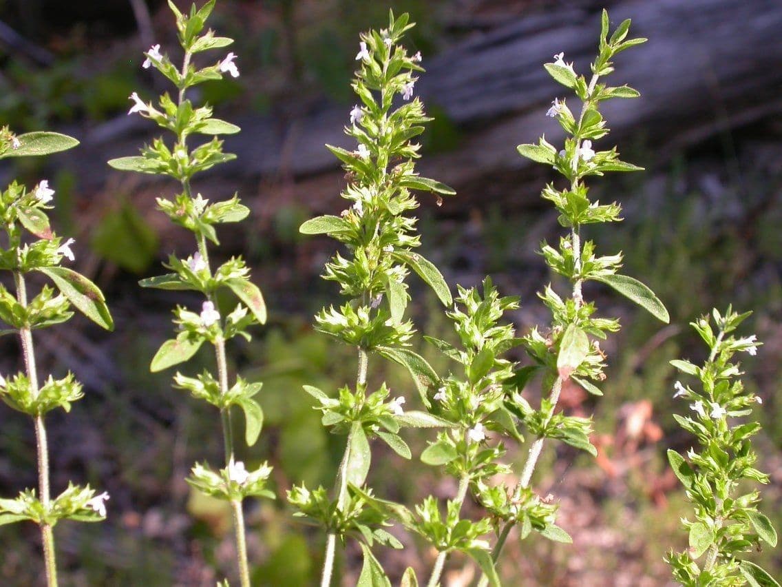 Hedeoma 8