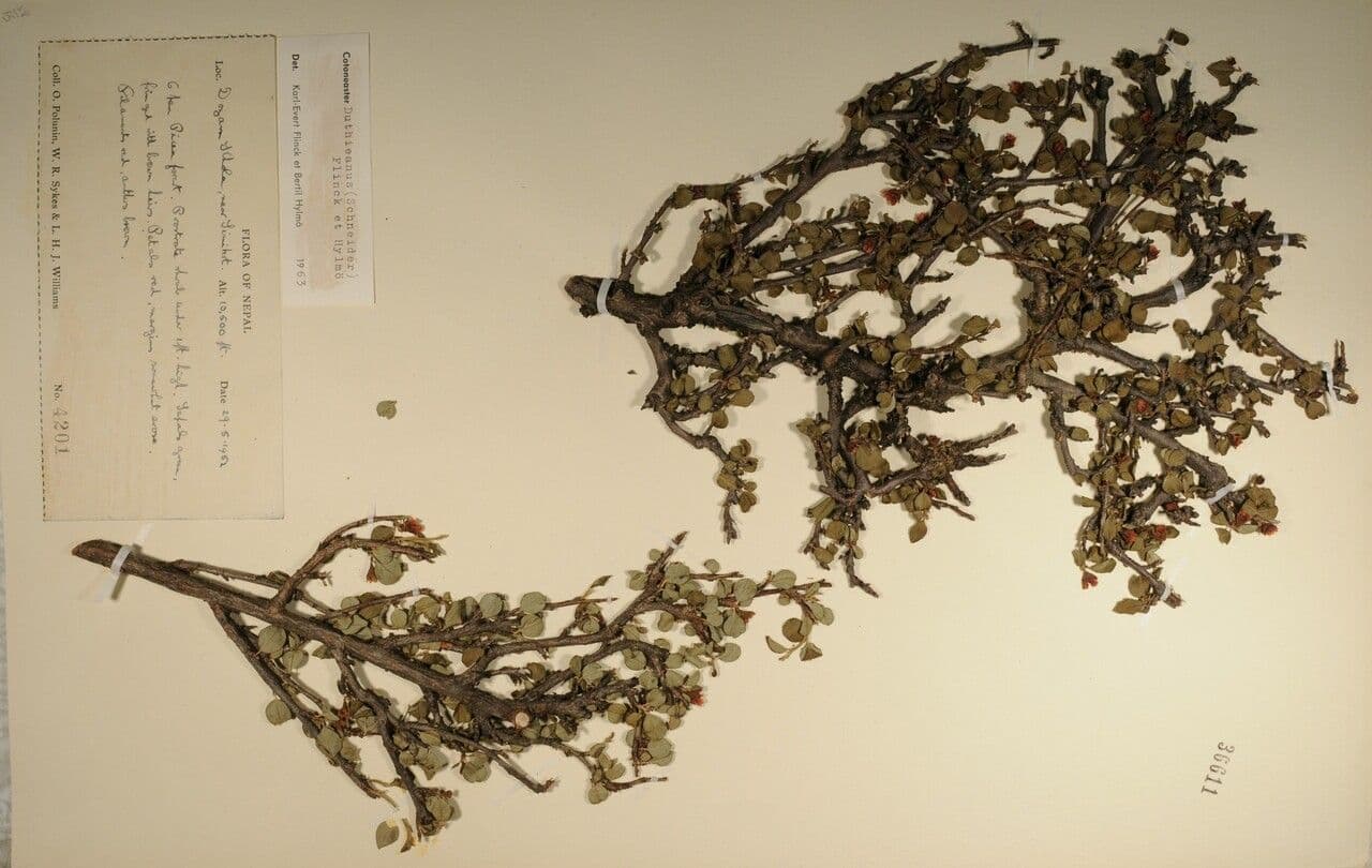 Cotoneaster 15