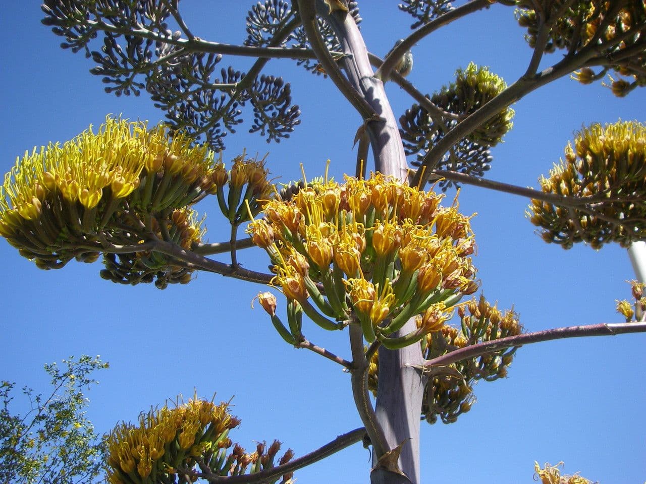 Agave di Parry 2