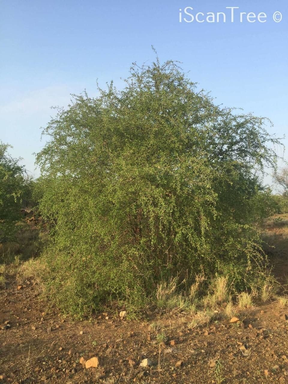 Terminalia 7