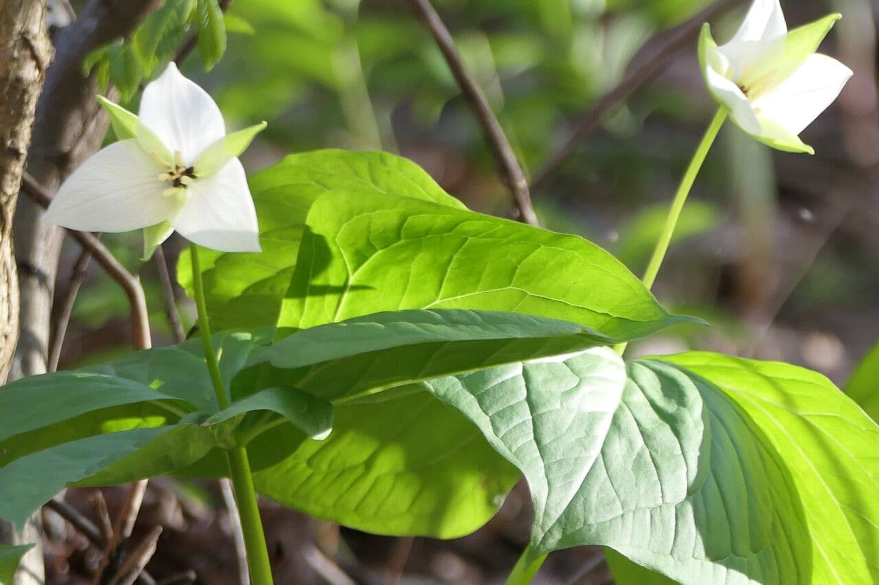 Trillium simile 7