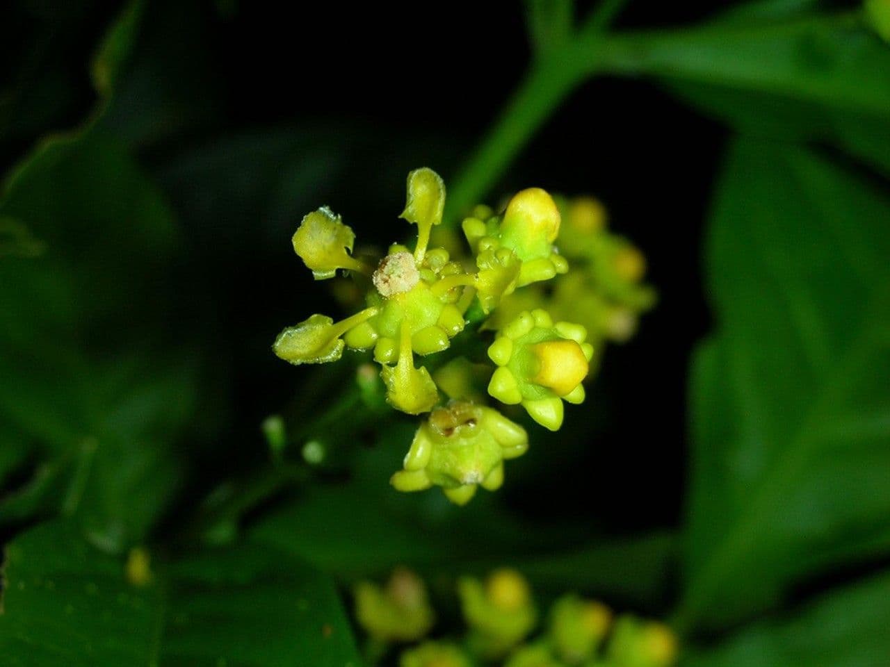 Bunchosia 8