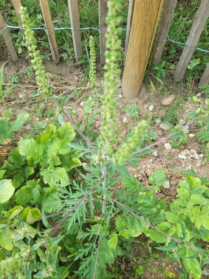 Ambrózia palinolistá 16