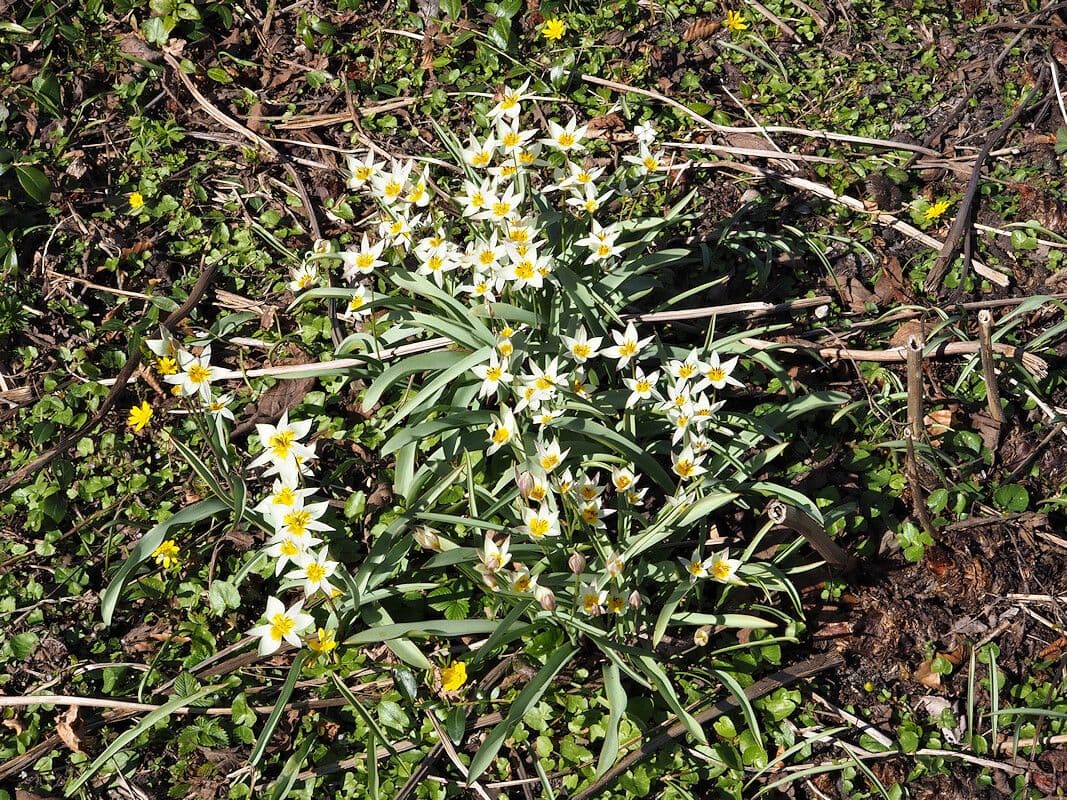 Tulipano bifloro 7