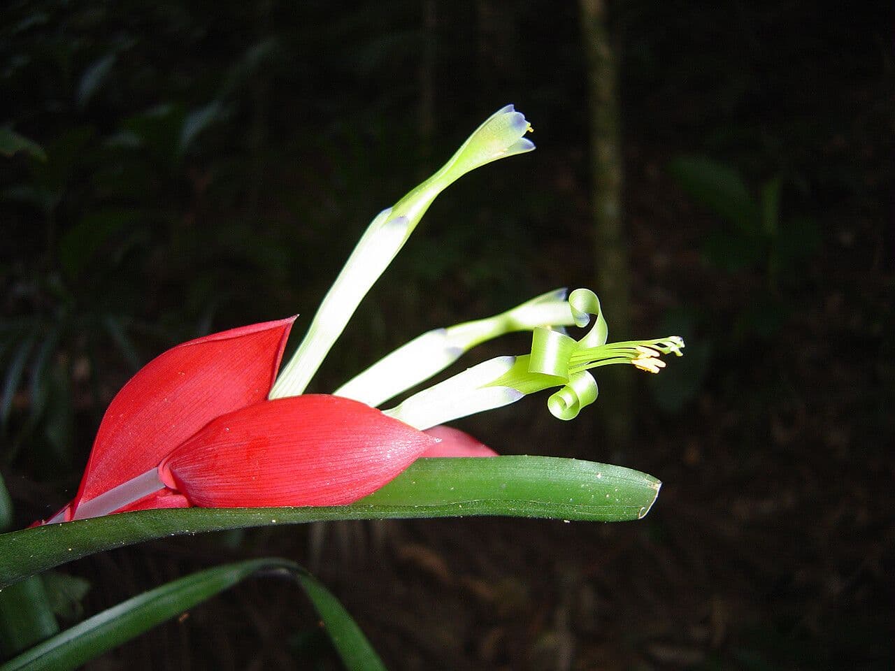 Billbergia 3