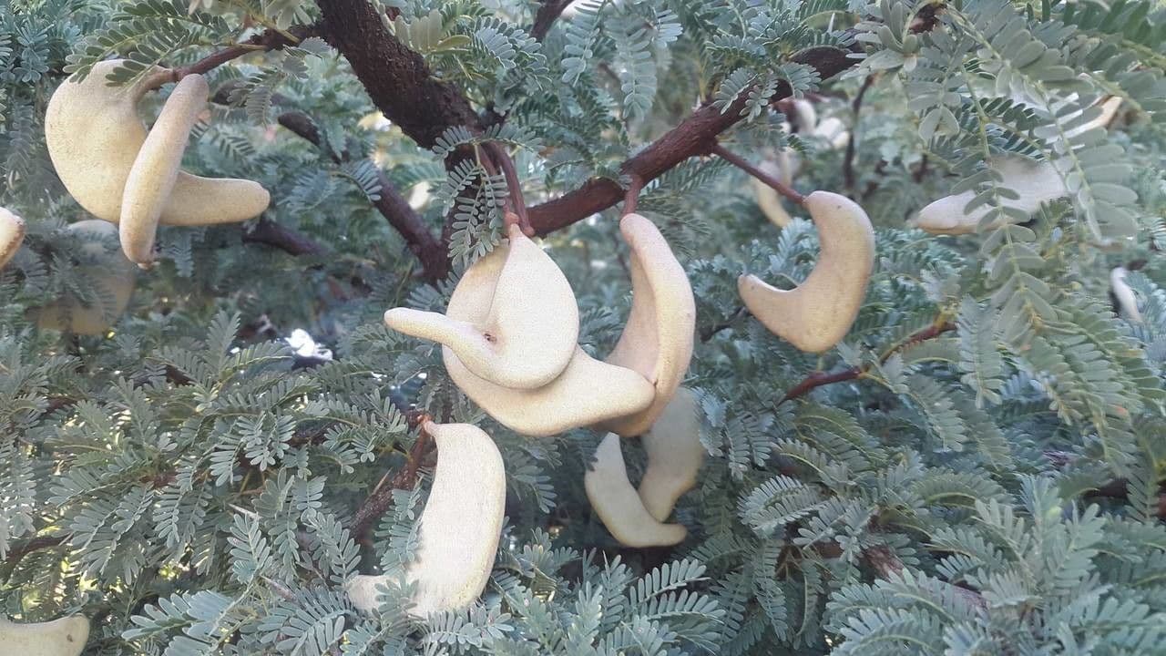 Acacia erioloba 5