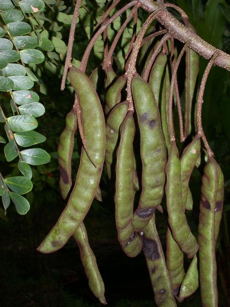 Stryphnodendron 4
