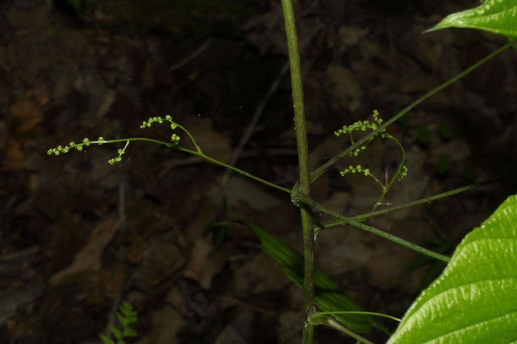 Dioscorea villosa 25