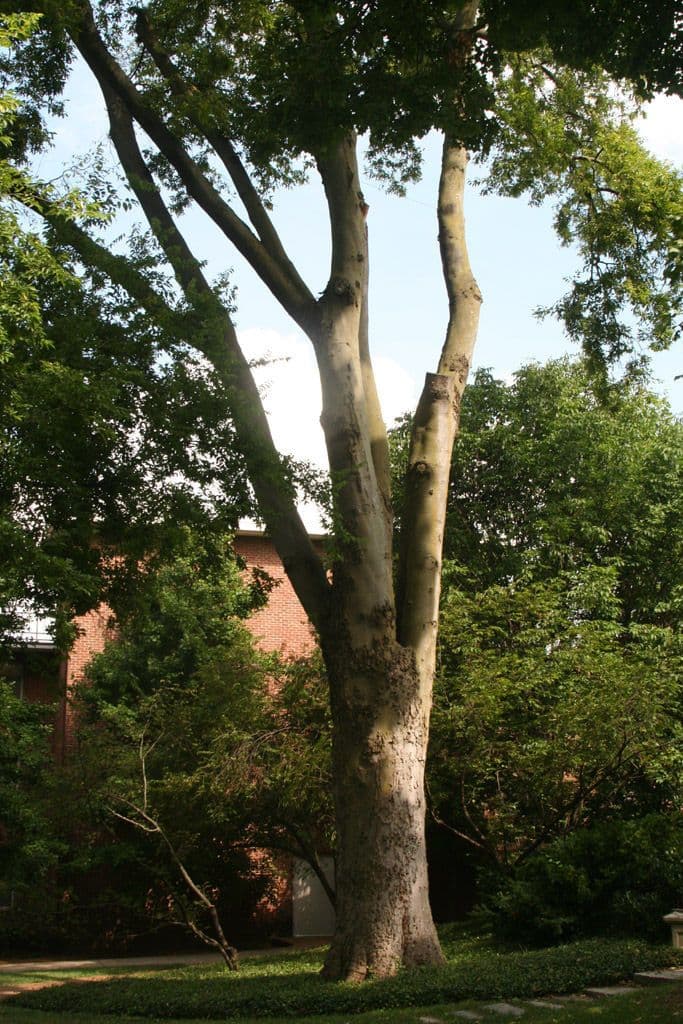 Celtis laevigata 9