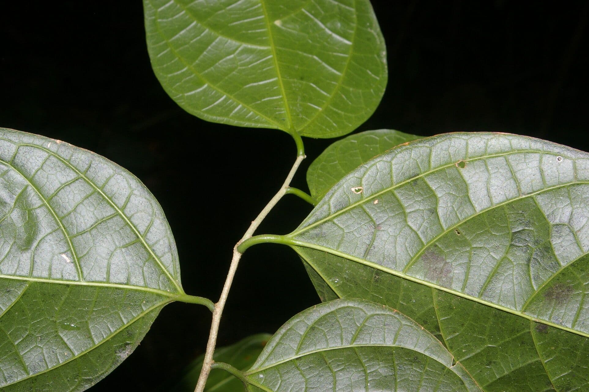 Celtis 3