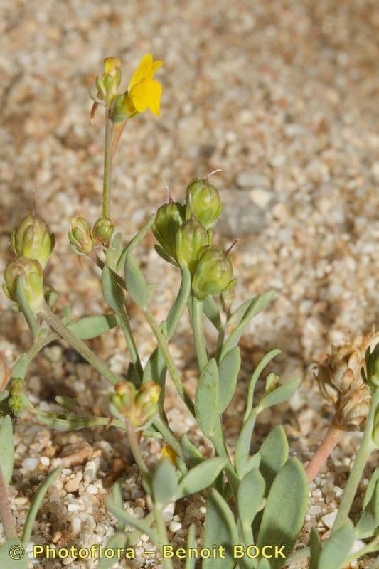 Linaria gialla 4