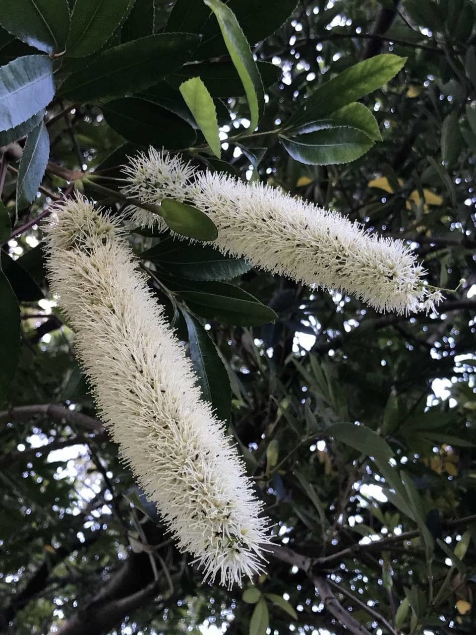 Butterlöffelbaum 2