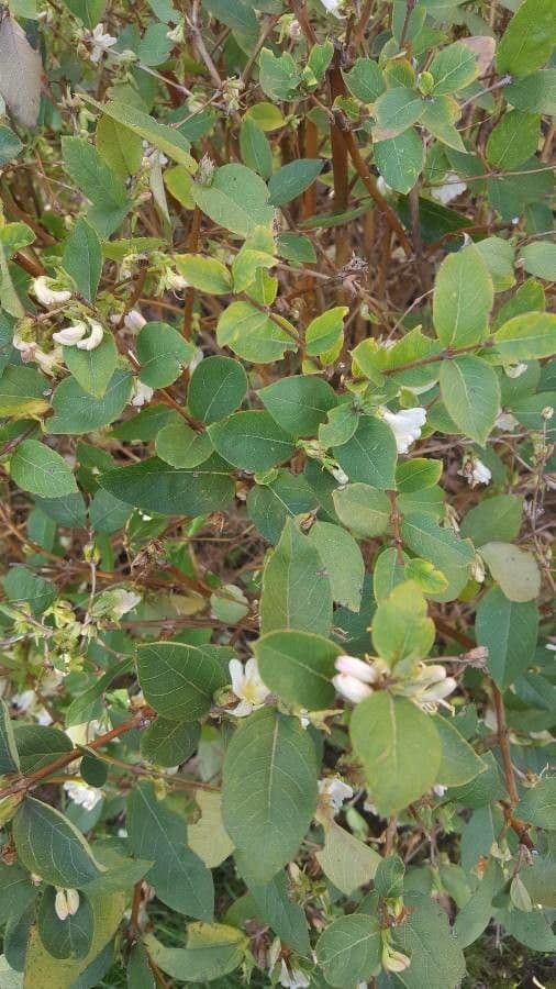 Caprifoglio profumato 20