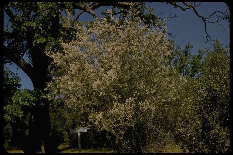 Ceanothus 9