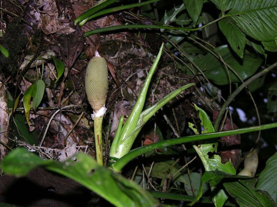 Philodendron 21