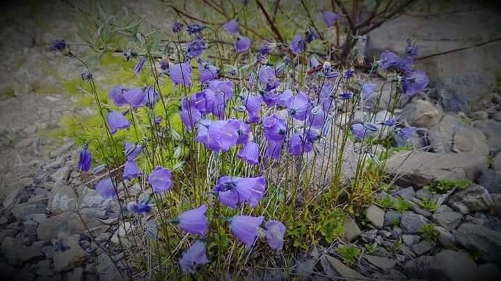 Zwerg-Glockenblume 9