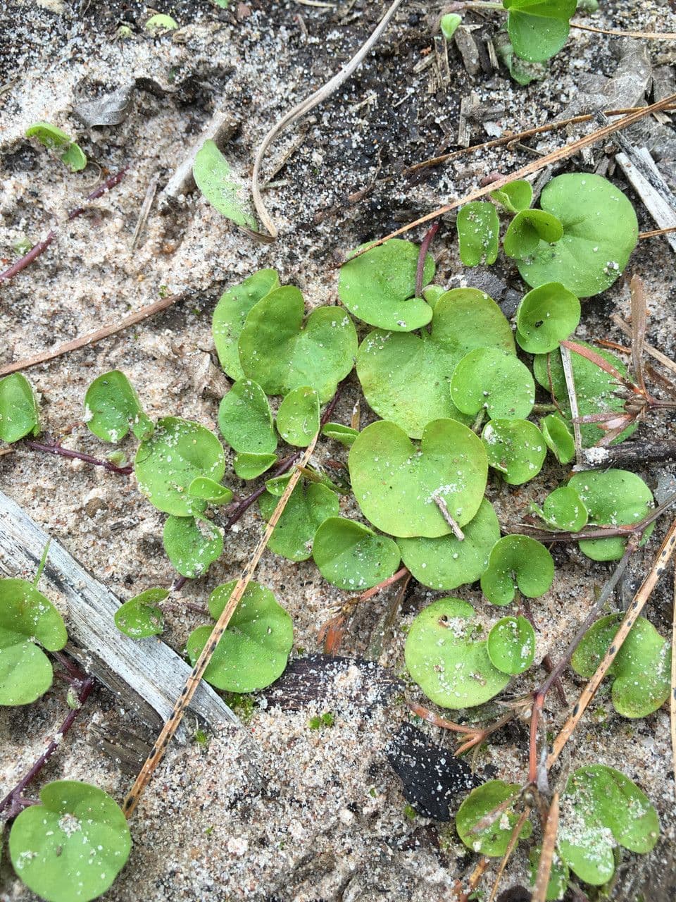 Dichondra 10
