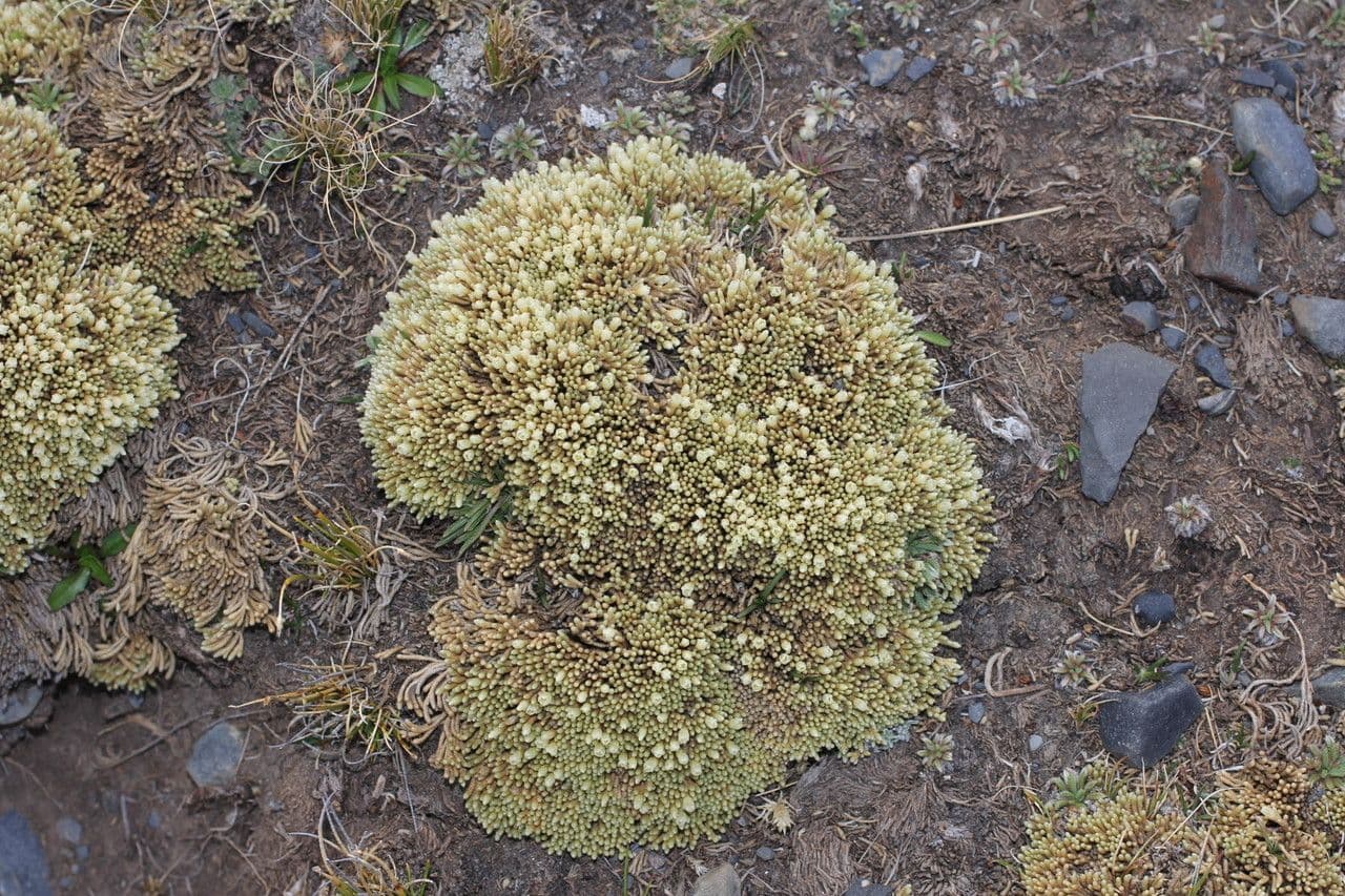 Pycnophyllum 8