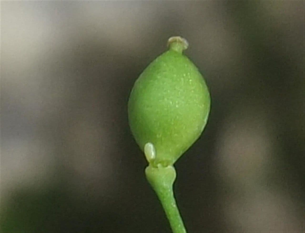 Coclearia sassifraga 5