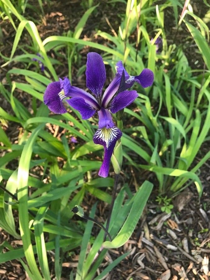 Iris versicolor 21