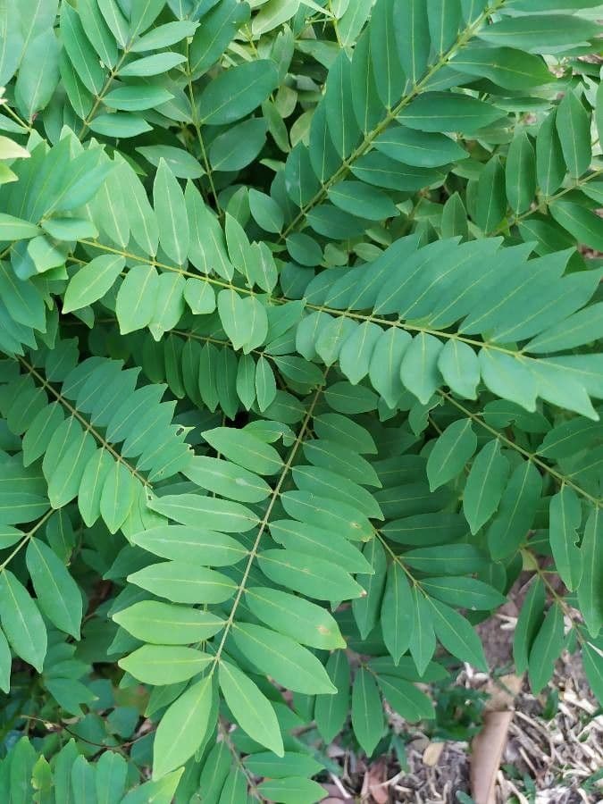 Millettia