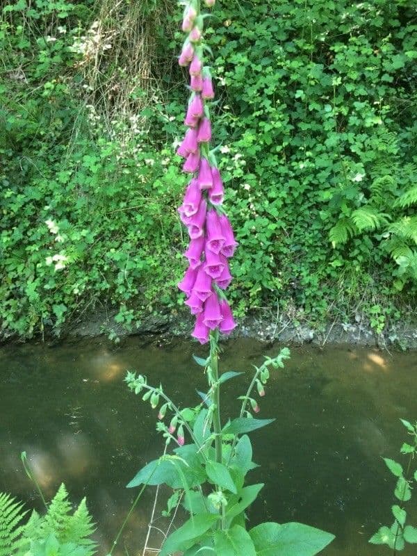 Náprstník červený 10