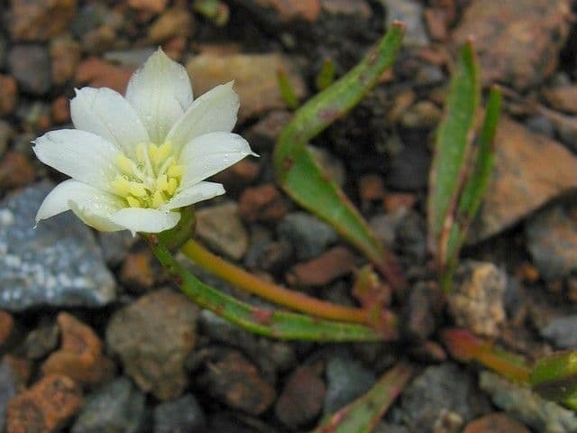 Lewisia del Nevada 6
